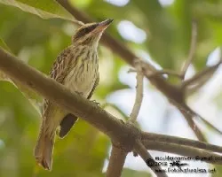 Myiodynastes luteiventris