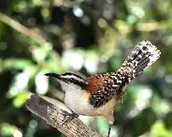 Campylorhynchus rufinucha