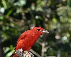 Piranga rubra
