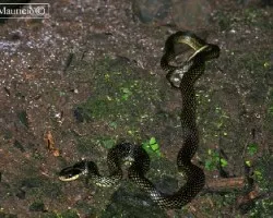 Drymobius margaritiferus