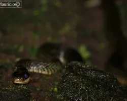 Drymobius margaritiferus