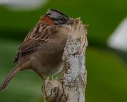 Zonotrichia capensis