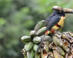 Pteroglossus frantzii