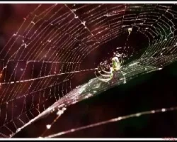 Venusta orchard spider - leucauge venusta. 