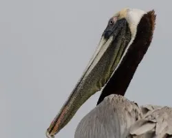 Pelecanus occidentalis