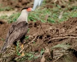 Caracara cheriway