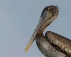 Pelecanus occidentalis