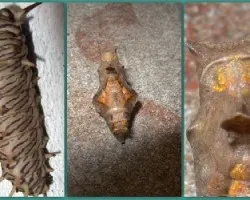 Battus polydamas polydamas 