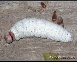 Phocides polybius phanias