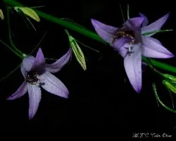 Abejitas durmiendo en campanillas-Campanula patula
