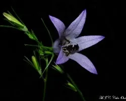 Abejitas durmiendo en campanillas-Campanula patula