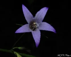 Abejitas durmiendo en campanillas-Campanula patula