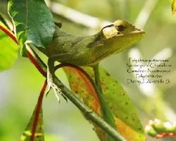 Polychrus gutturosus