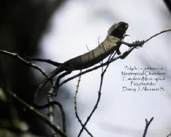 Polychrus gutturosus