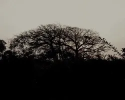 Contraluz en el bosque seco