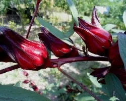 Hibiscus sabdariffa