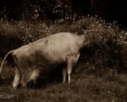 Scytalopus novacapitalis