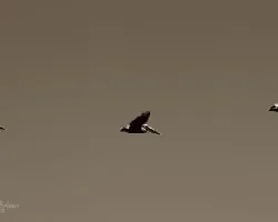 Pelecanus occidentalis