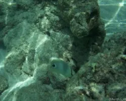 Chaetodon capistratus