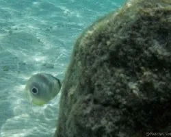 Chaetodon capistratus