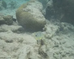 Chaetodon capistratus