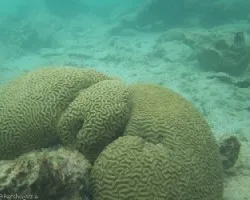 Diploria labyrinthiformis