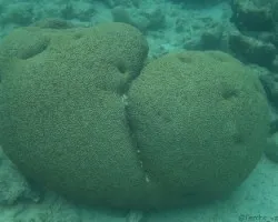 Diploria labyrinthiformis