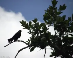 Pájaro en contraluz