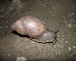 Strophocheilus oblongus