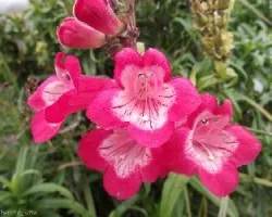 Penstemon