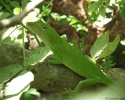 Lagarto