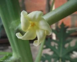 Carica papaya