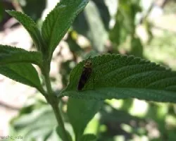 Insecto sobre el toronjil (melissa officinalis)