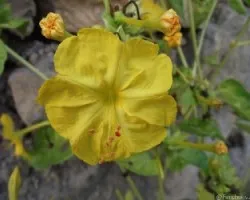 Mirabilis jalapa