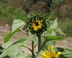 Helianthus annuus