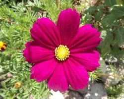Cosmos  bipinnatus