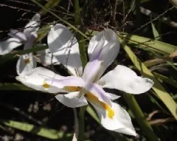 Iris japonica
