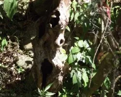 Formas curiosas de la naturaleza