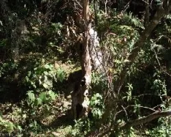 Formas curiosas de la naturaleza