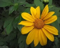 Tithonia diversifolia