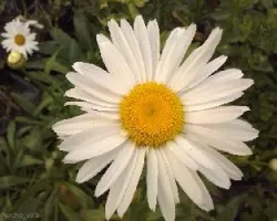 Chrysanthemum leucanthemum