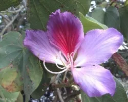 Bauhinia purpurea 