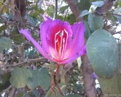 Bauhinia purpurea 