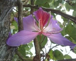 Bauhinia purpurea 
