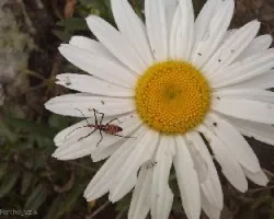 Chrysanthemum leucanthemum