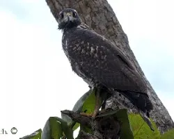 Buteogallus anthracinus