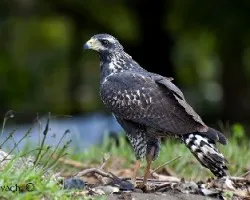 Buteogallus anthracinus