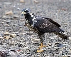 Buteogallus anthracinus