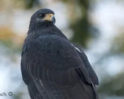 Buteogallus anthracinus