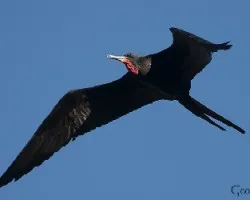 Fregata magnificens